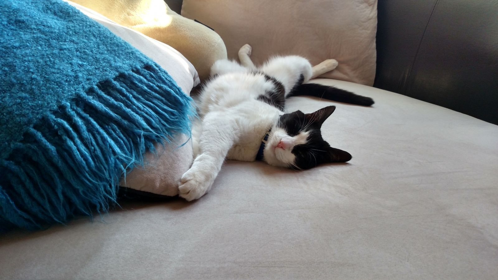 Safe Pest Control Mesa AZ